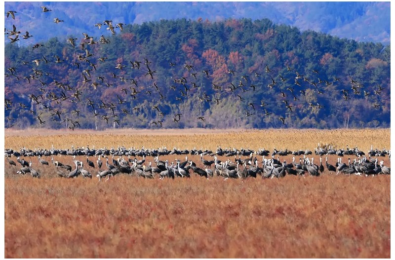 흑두러미와 기러기 무리`