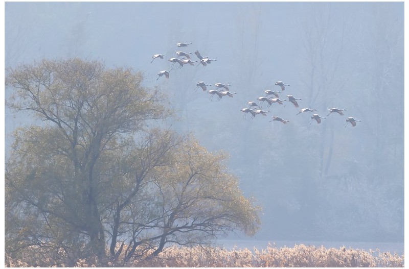 재두러미 편대`