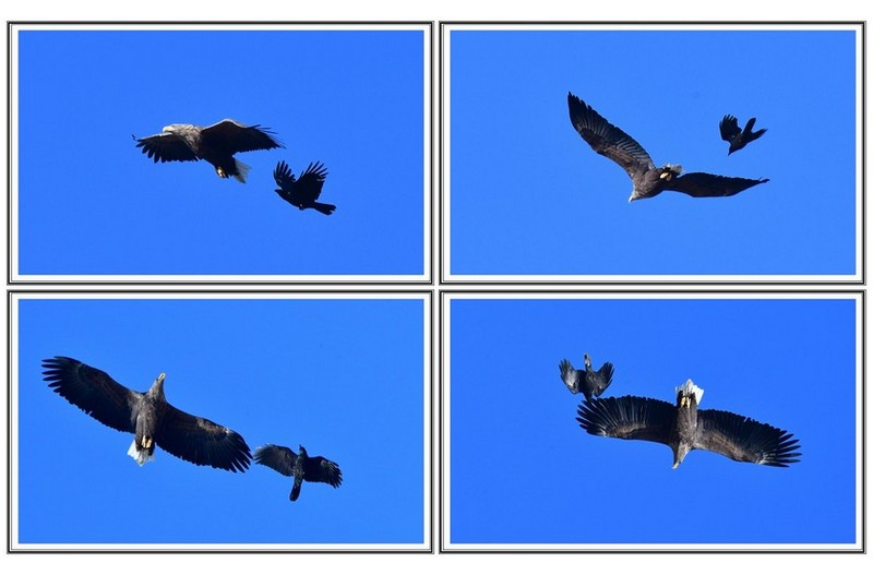 횐 꼬리 수리 와 까마귀