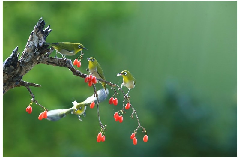 산책하는 동박이`
