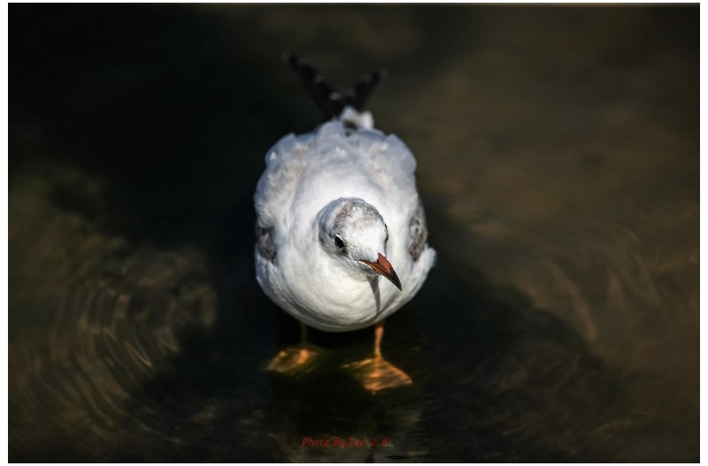 형산강 갈매기의 재롱