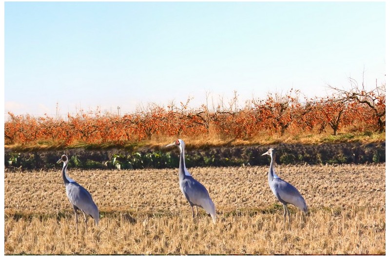 감밭에 재두러미`