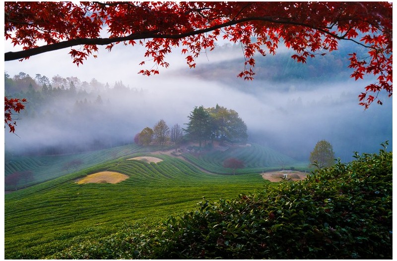 녹차밭 여명과 일출