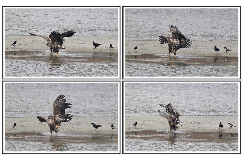 횐 꼬리 수리 쟁탈전