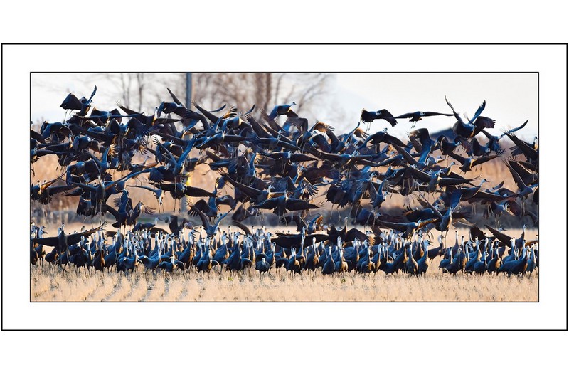 흑두루미세상...