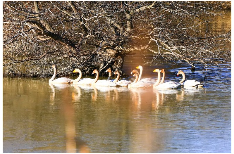 주남 동판고니`
