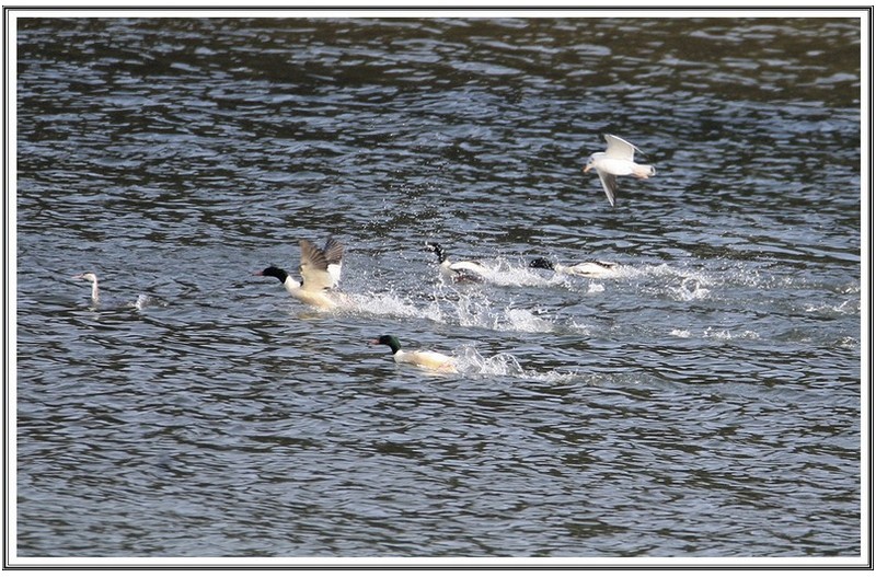 비오리 산냥 과 백로