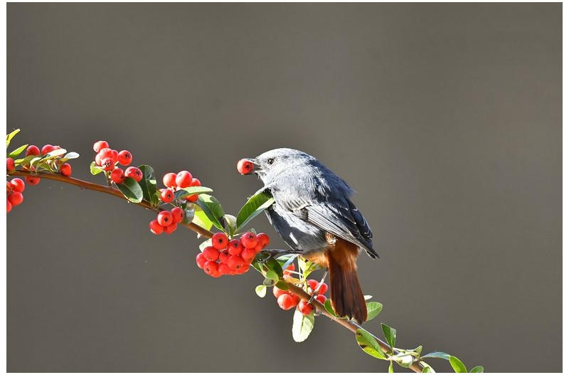 부처꼬리 딱새`