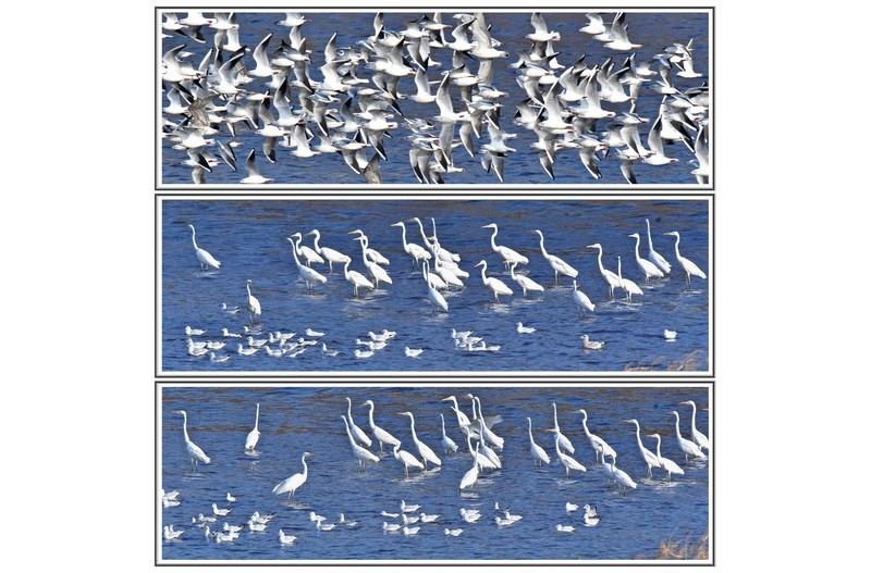 갈매기 대 백로 무리