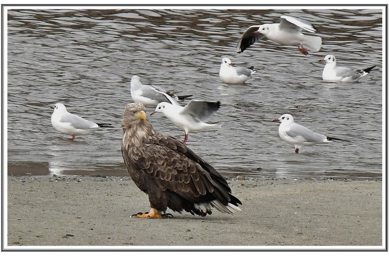 횐꼬리수리 와 갈매기