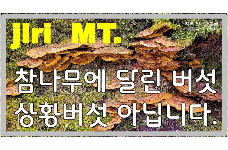 이 버섯 보이면 집에 가지고 오십시오