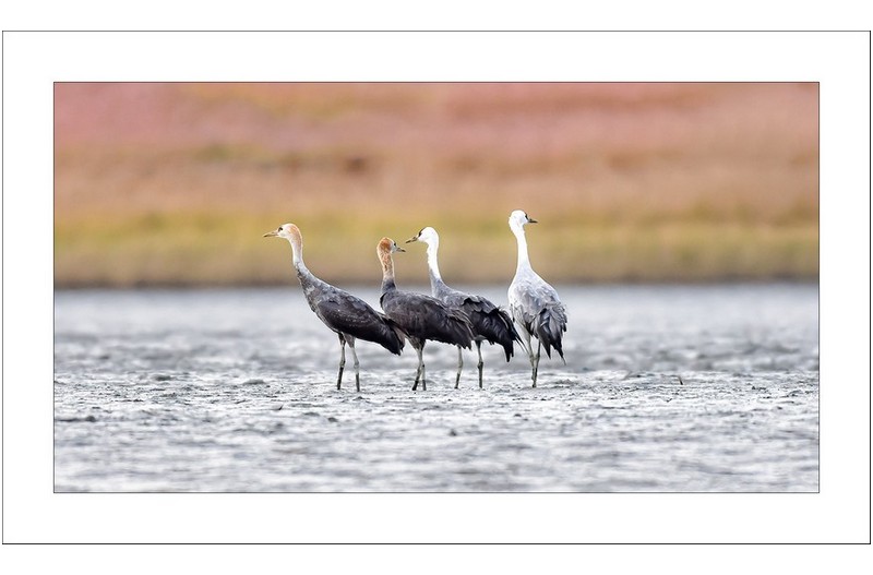 흑두루미가족,,