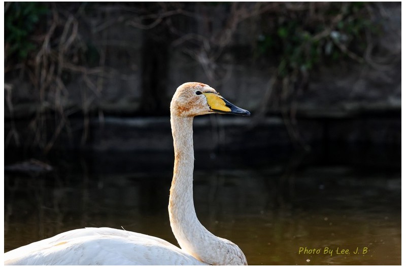 가까이 온 큰고니