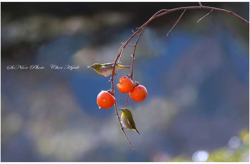 ㅡㅡㅡ   순정 2   ㅡㅡㅡ