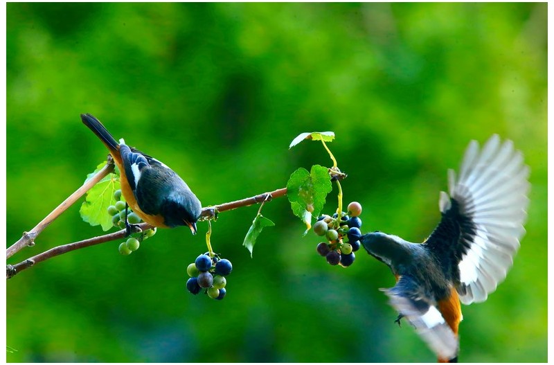 산머루을 좋아하는 딱새`