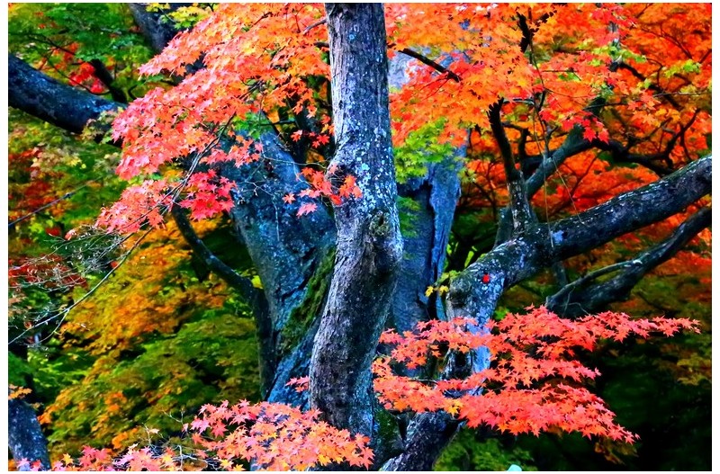 선운사의 가을`