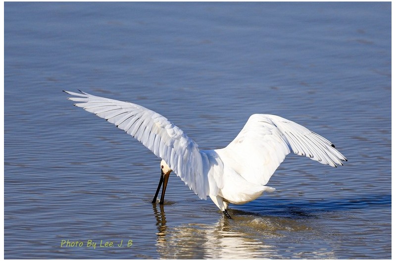 노랑부리저어새의 춤