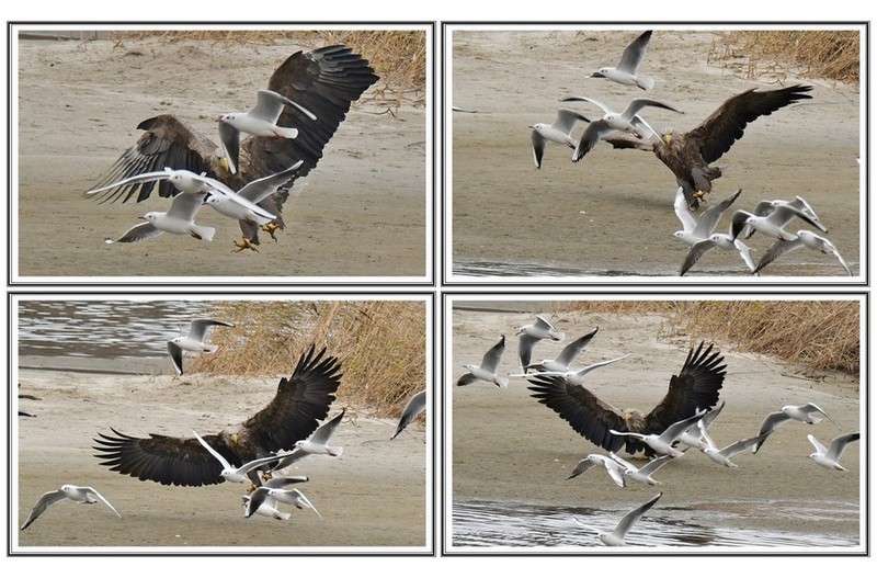 갈매기 등살에 횐꼬리 수리