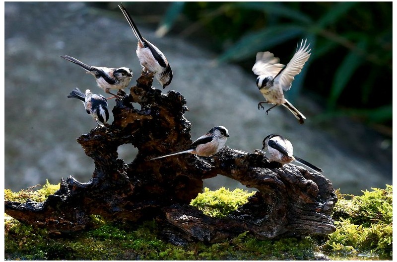 아름다운 새들`