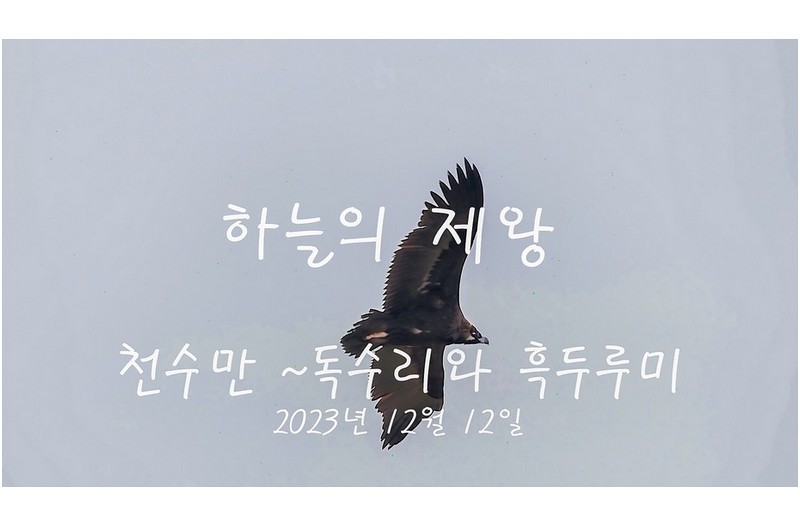 천수만 독수리와 흑두루미
