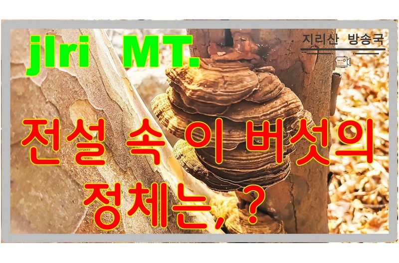 간에 가장 좋은 버섯 수액 노각나무