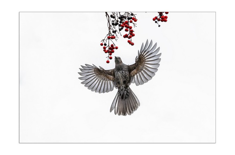 직바구리 이나무 열매따먹기