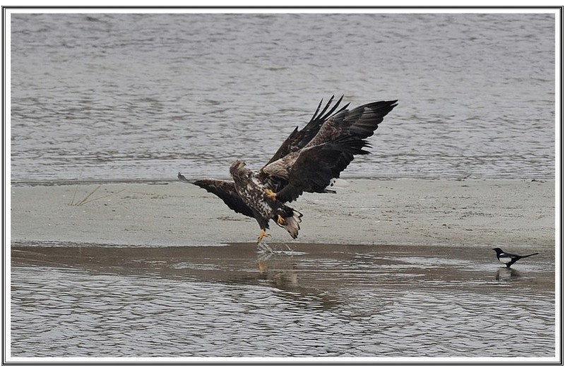 횐 꼬리 수리 결투