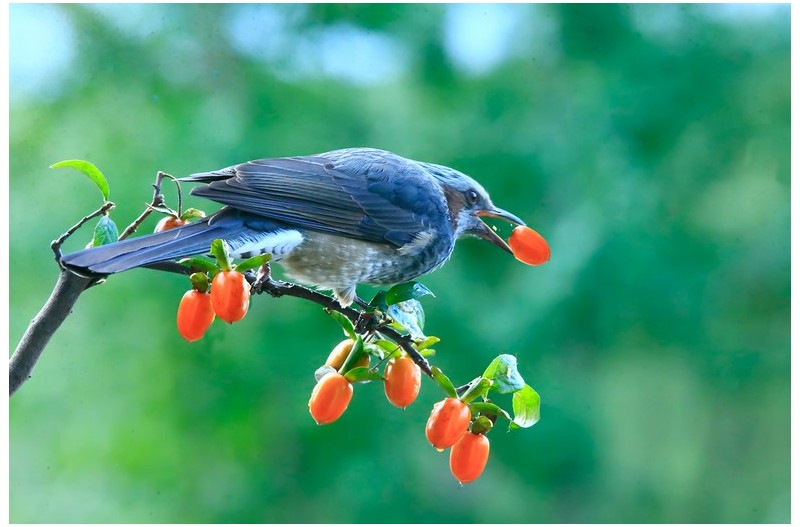 직박구니 먹이 사설`