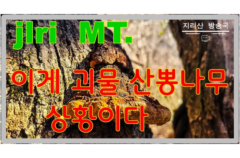 항암 치료에 가장 뛰어난 산뽕 상황