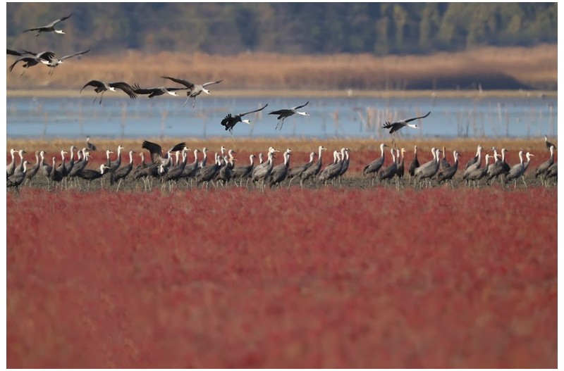 흑두러미 비행`