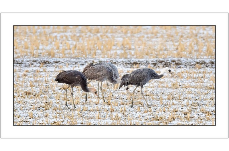 순천만의 겨울..