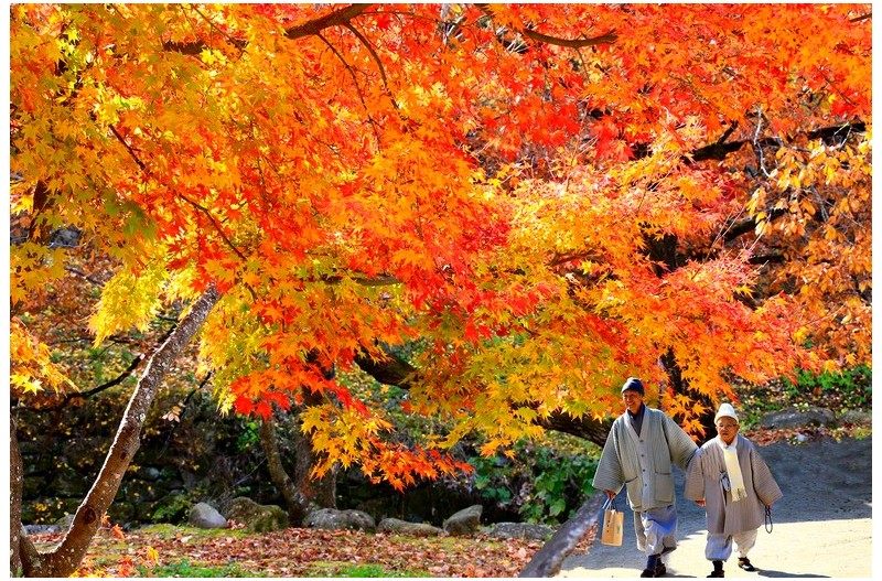 송광사의 가을`