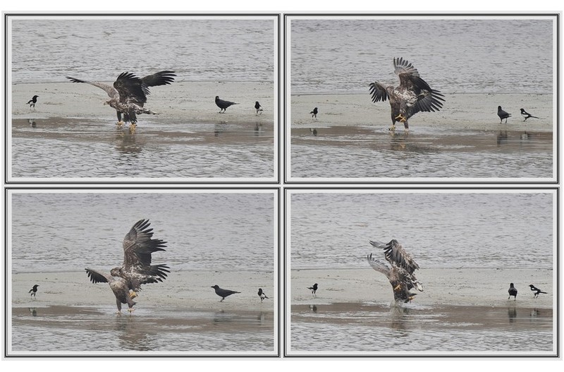 횐 꼬리 수리 싸움