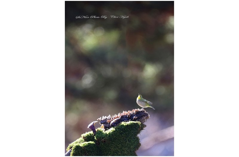 ㅡㅡㅡ   왜 돌아보오   ㅡㅡㅡ