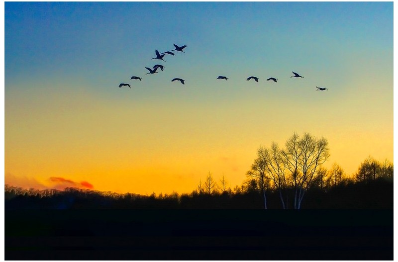 두루미 귀소 - 歸巢