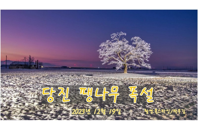 당진 팽나무 폭설