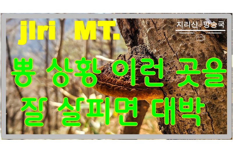 이렇게 큰 송담은 대한민국에서 처음이 아닌가 싶다.