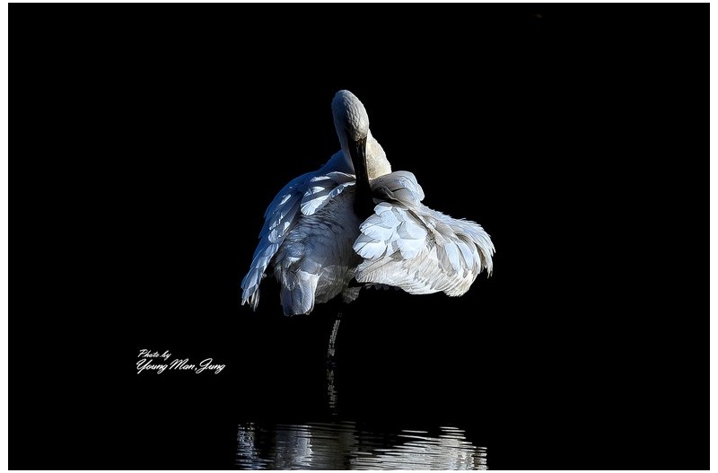 노랑부리저어새