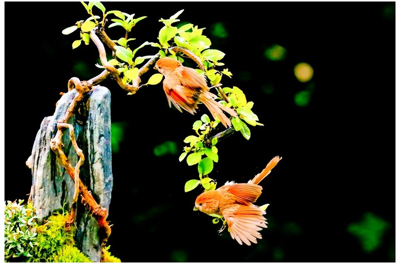 붉은머리 오목누이`