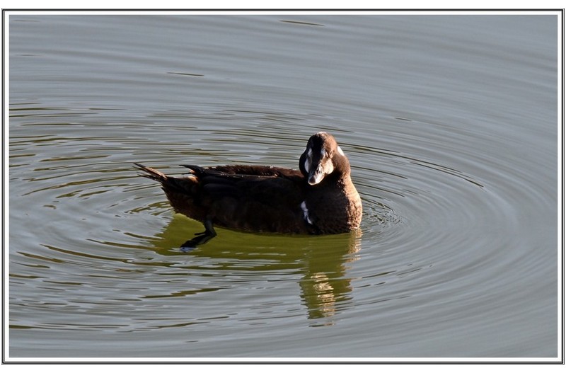 횐줄 박이 오리 암수