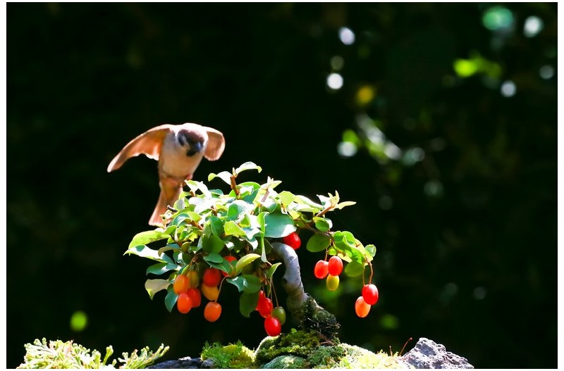 온실화분에 참새