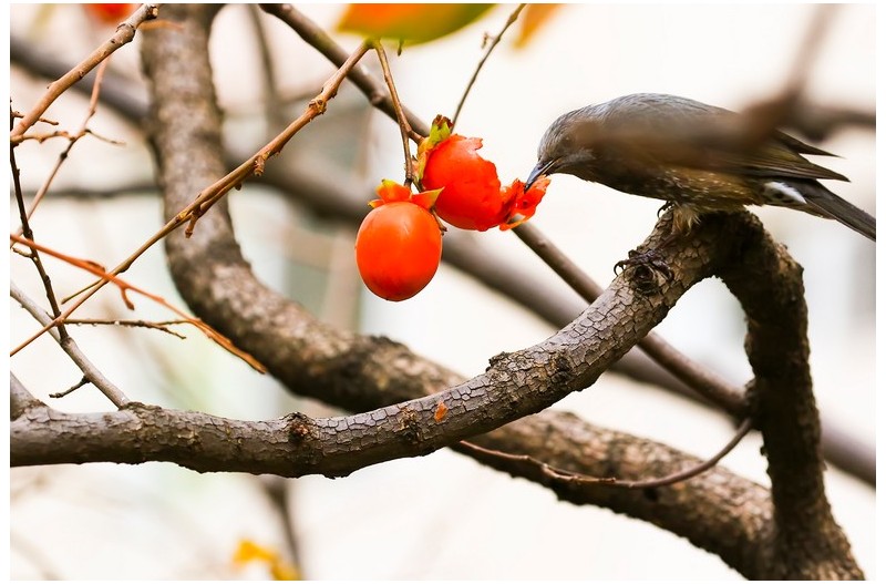 잘익은 감홍시에``