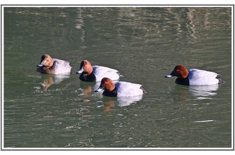 붉은 머리 횐죽지