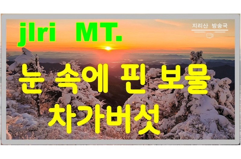 보물급 차가버섯을 아시나요