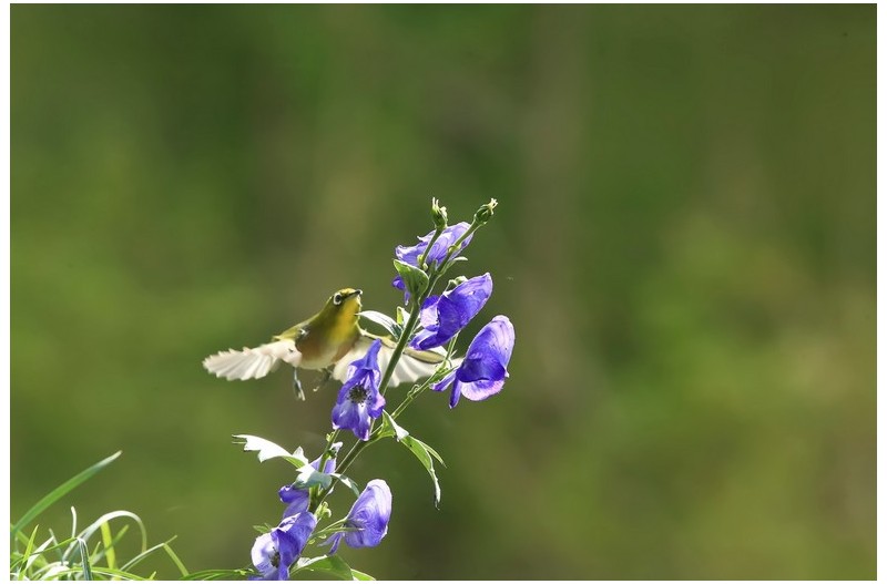투구곷에 들어온 멋진 새`