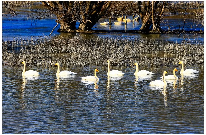 주남동판 고니`