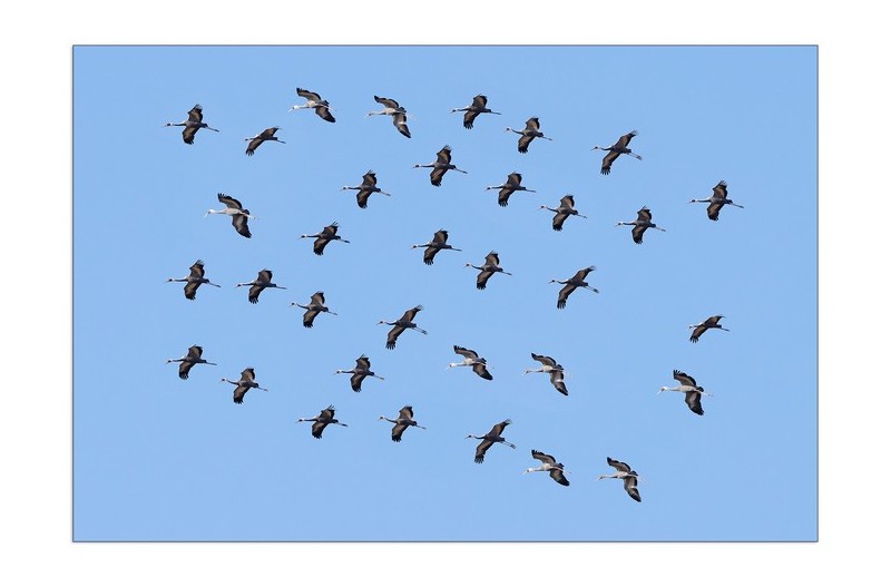 재두루미 전투편대