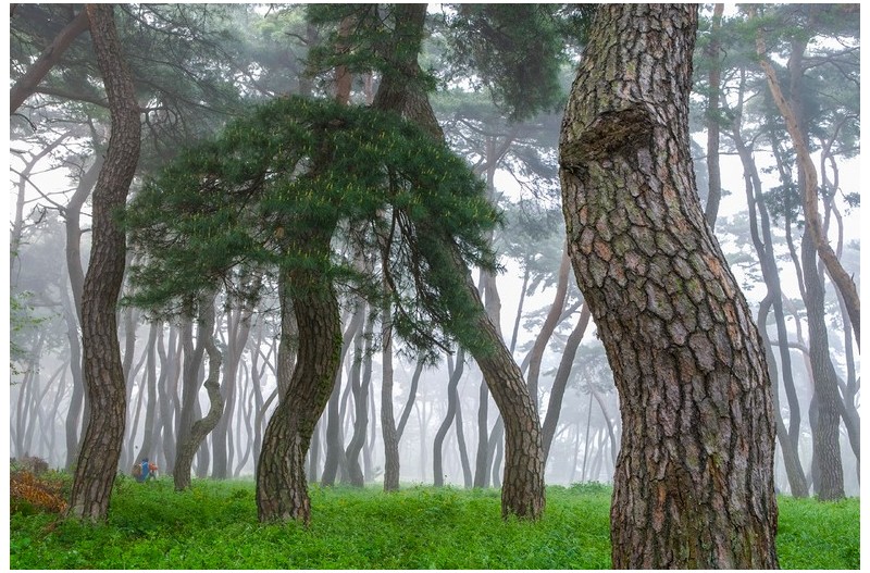 안개낀 솔숲