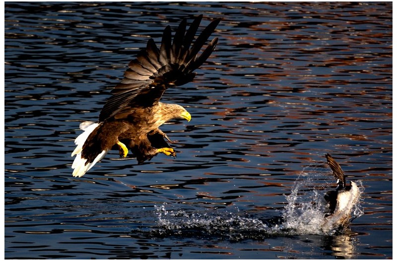 금호강 물수리 물닭사냥