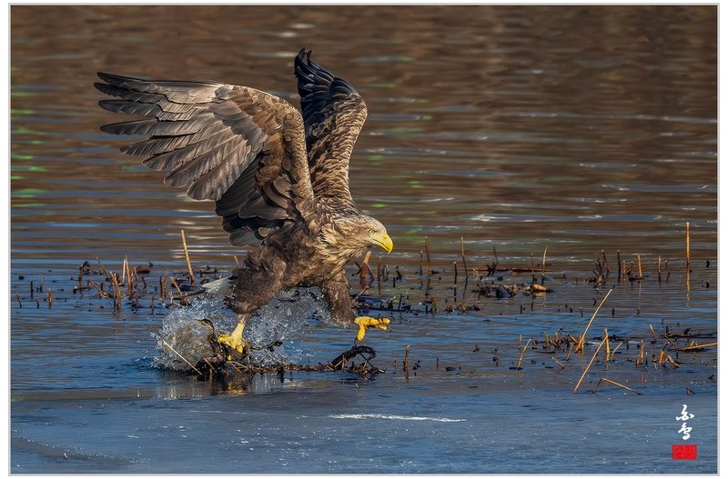 덩치값못한 흰꼬리수리-28-